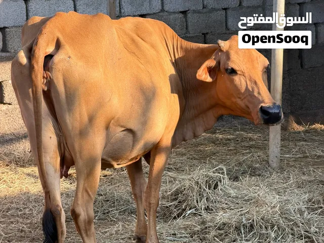 بقرة عمانية للبيع