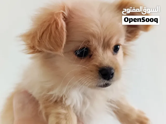 مالتيز مني