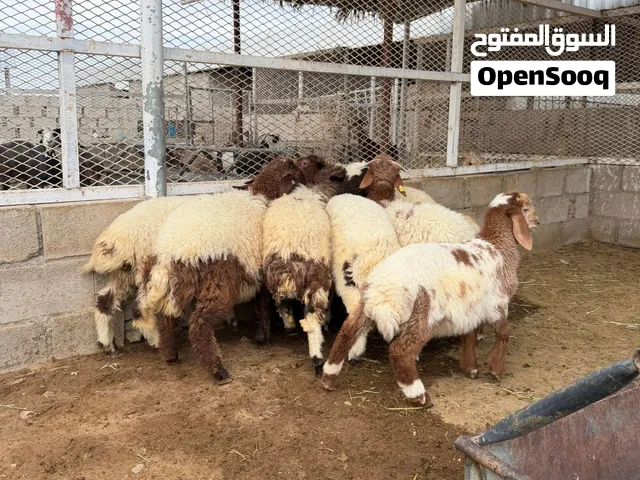 اغنام للبيع