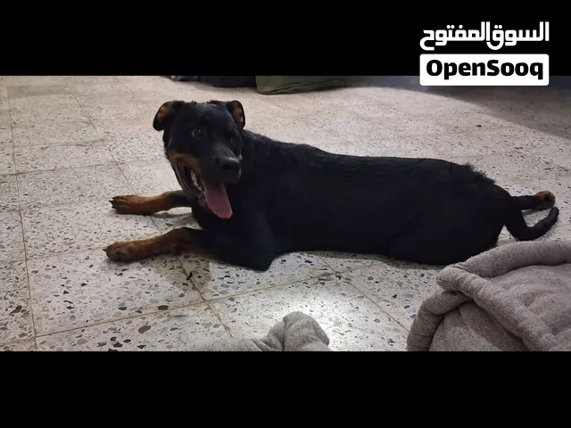 انثي روتفايلر للبيع سنها 7شهور