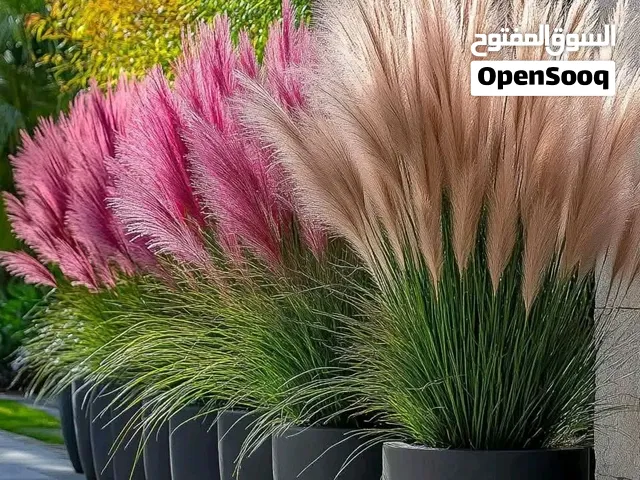 نباتات زينه داخليه وخارجيه للحدائق للبيع