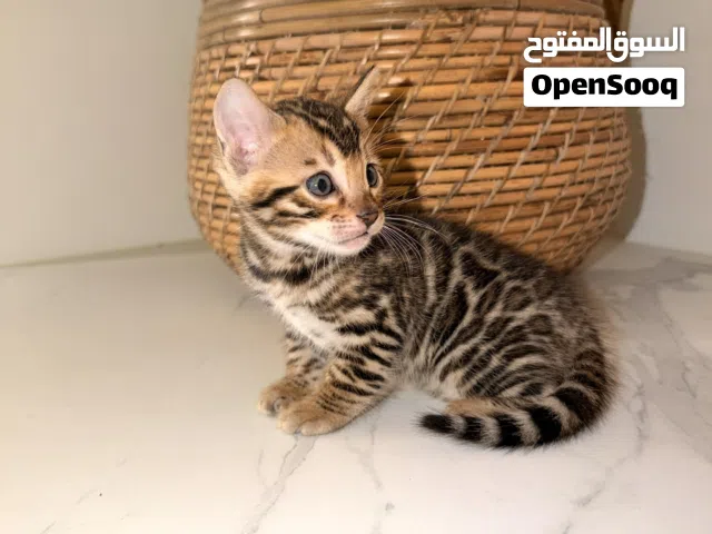 pure Bengal kitten’s jumbo