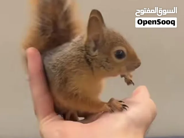 مطلوب سنجاب  انثى