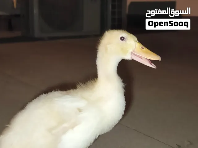 بطه لطيفه للبيع
