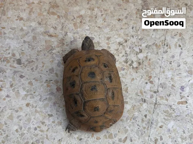 سلحفاه بريه للبيع