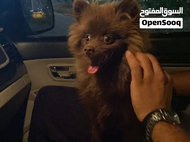 كلب بوماريون ذكر أليف