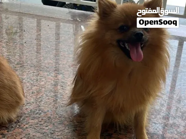 برميانو انثه