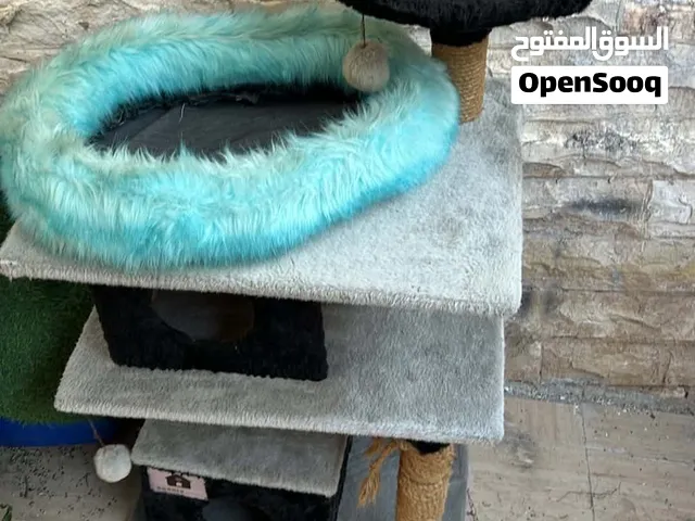 خداشة وبيت قطط
