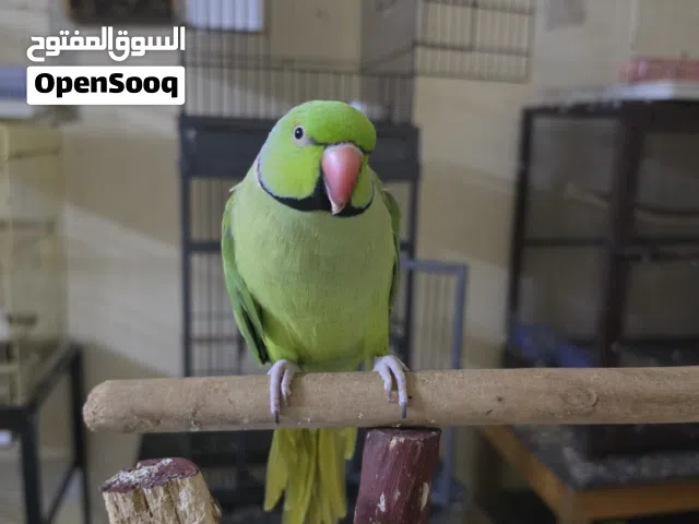 ببغاء الدرة