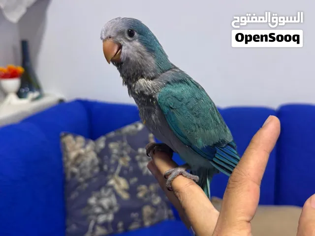 كويكر بلو الراهب