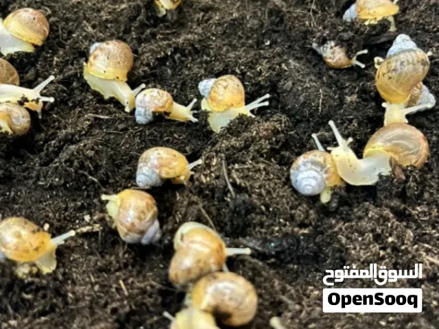 حلزون الافريقي العملاق الحلزون المفيد للبشره وسهوله العنايه وبأسعار مناسبه وشبه رخيصه متوفر معنا كمي