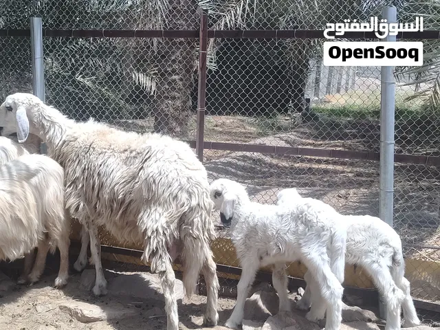 جاعده نجديه تحتها كبشان