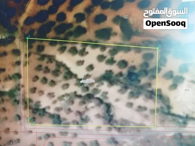 5 دونمات للبيع في جرش مشجره بالكامل زيتون  موقعها مميز بسعر مغري