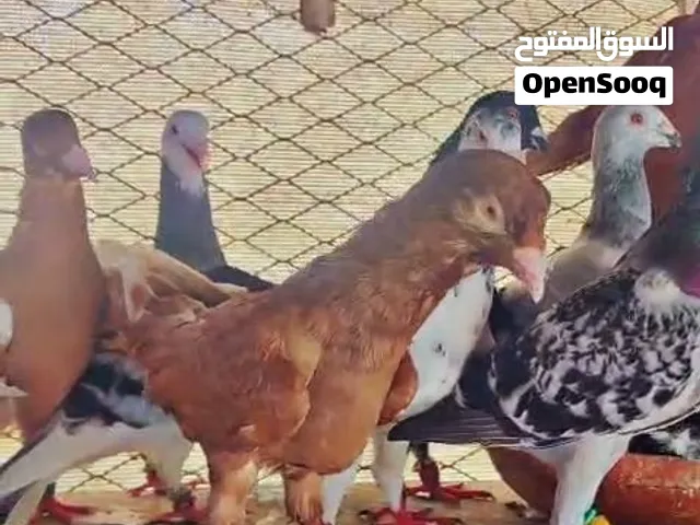 حمام سوري أشكال وألوان و انواع خشنه سوبر جامبو شاميات اصايل مستوى عالي جدا صحة ممتازة دم صافي