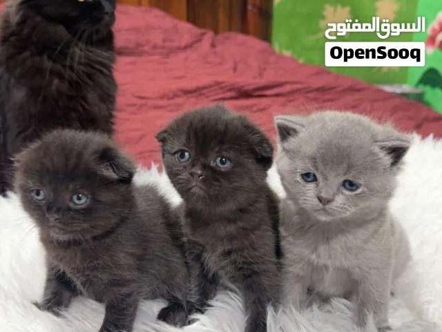 سكوتش تربل فولد / ستريت