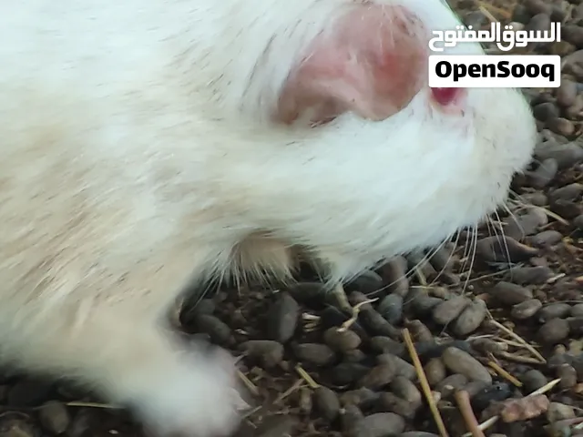 جيني بيج / ذكر وبر ابيض عيون احمر