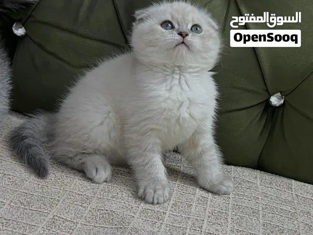 قط ذكر  النوع سكوتش فولد عمره شهرين  سعره 120وبي مجال  +غراضه ويا اللتر بوكس +الاكل+الرمل