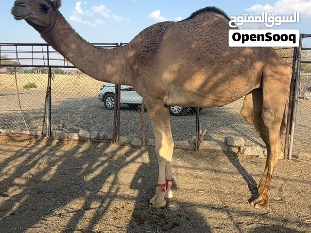 للبيع ناقه