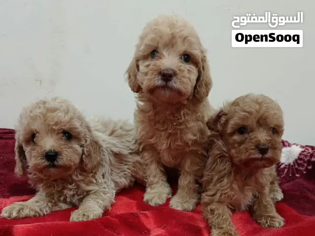 Toy poodle puppies