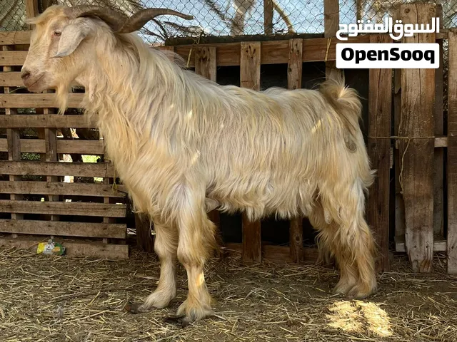 تيس  جمودي العماني