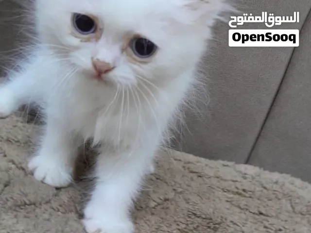 3 قطط مكس هملايا شرازي