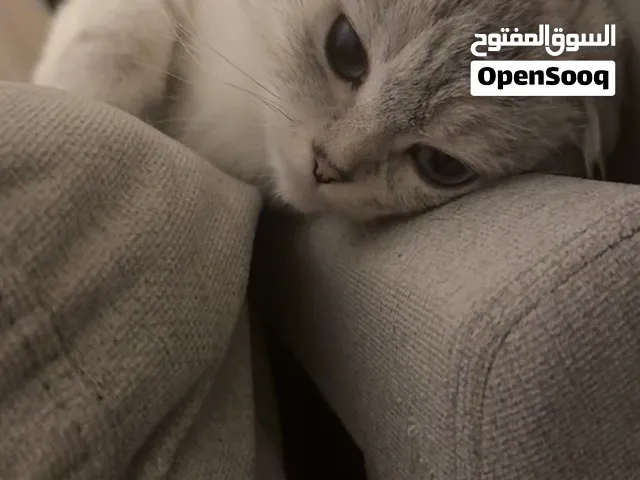 جسمها لون رمادي