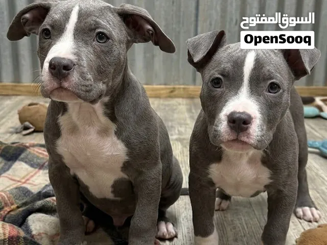 Amrican bully امريكان بولي