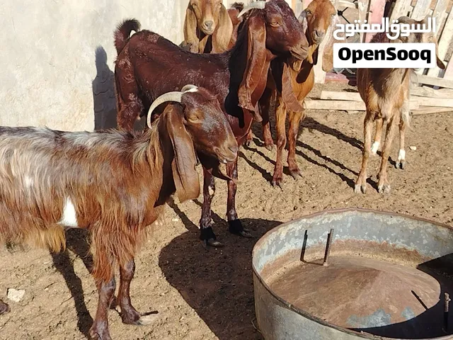 5معزات ربي يبارك لعشورية بنصيب سنهم زوز رباع وزوز سداس ووحدة جامعة سعر البيع جملة ع 1200 مكان صبرات