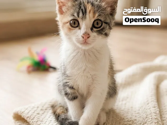 Cute Turkish Kitten