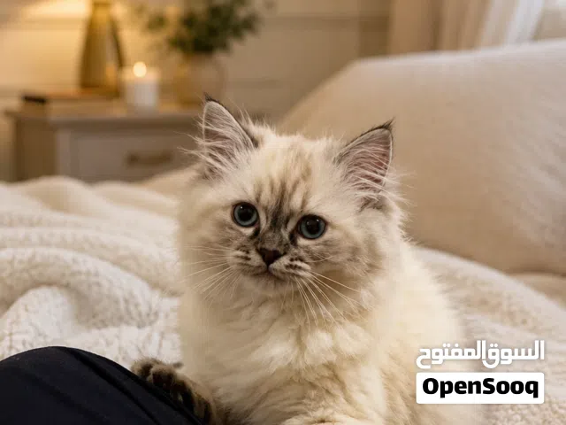 قطه للتبني