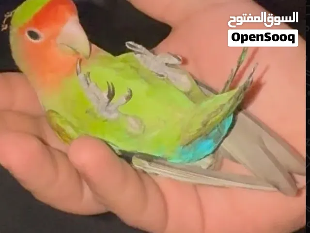 البيع روز اليفين و يقلبون عل يدا حبه 15 مع اكل