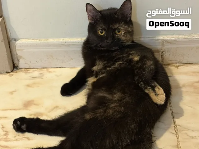 تبني القطة شهلا