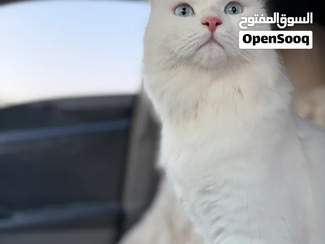قط ذكر جميل اموره طيبه متعلم كل شي و معه كرت تتطعيمه