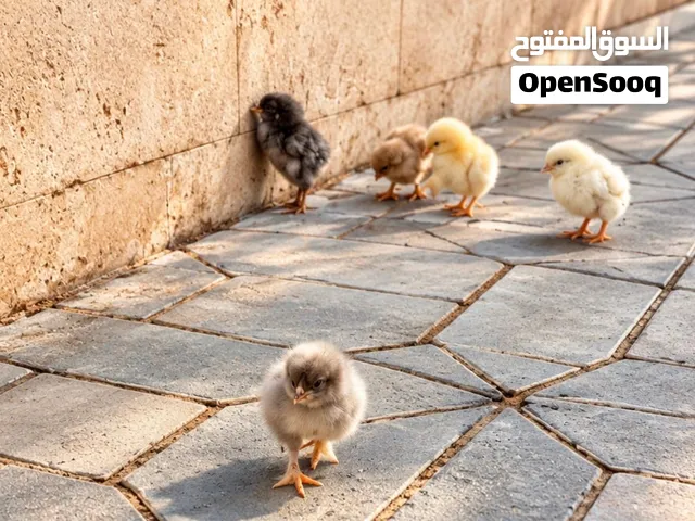 اعلان للبيع