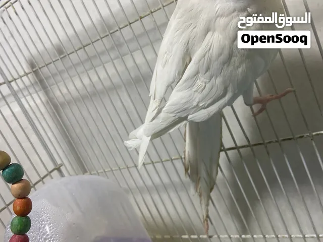 متاح كوكتيل الالبينو