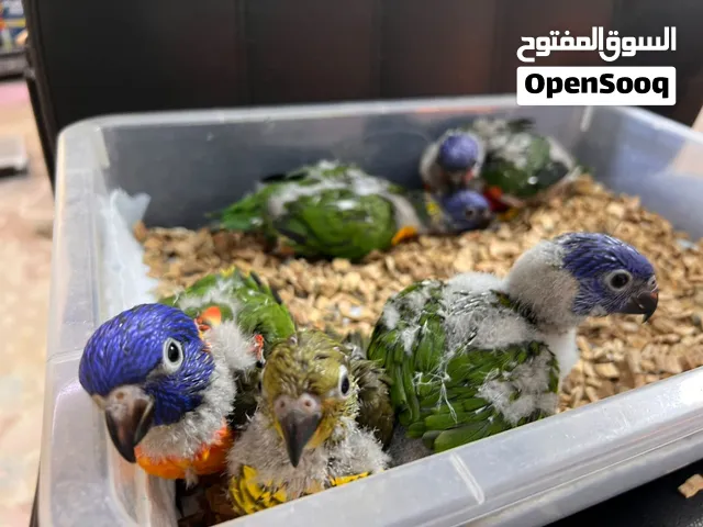 افراخ ببغاء لوري