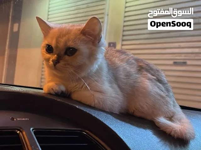 سكوتش بيور