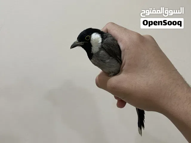 بلبل عراقي مع القفص للبيع