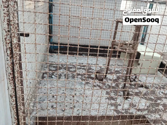 قفص جاهز للغنم المواليد