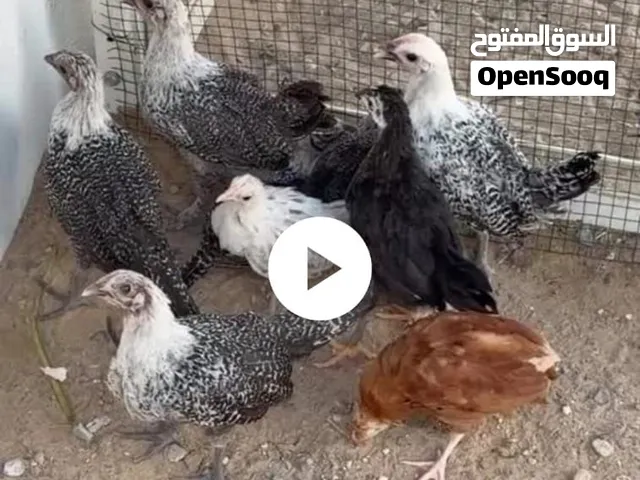 للبيع صيصان العمر شهر وفي اسبوع
