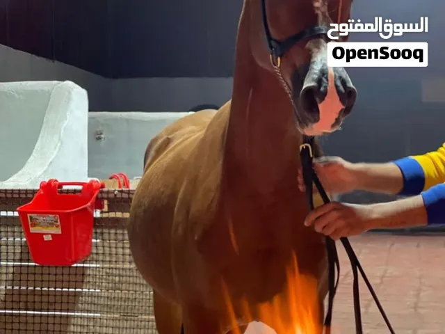 فرس بولش مستورده