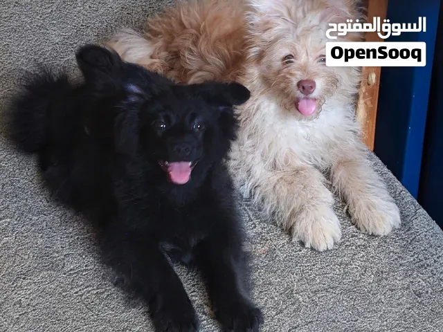 كلاب مالتيز