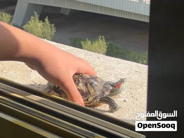 سلحفاة برمائية
