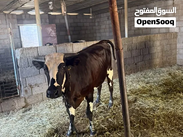 بقرة للبيع