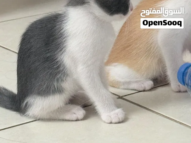 All cats are free.