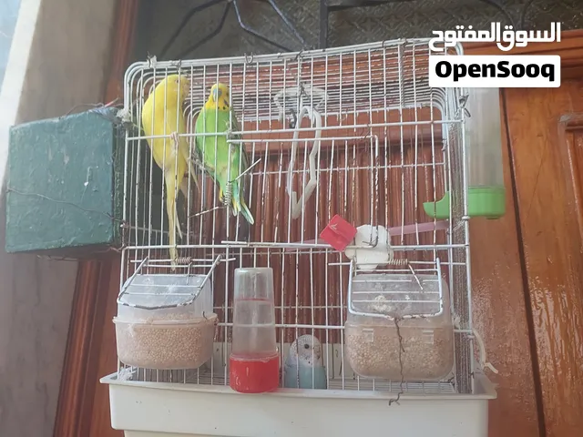 عصافير باقالينو الانثى انجليزية عب يونها حمر وذكر اخضر..كوبيا تحت فرخ واحد ارزق