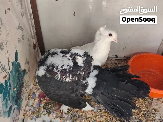 طيور زينه للبيع  او مراوس مع غندور أو طيور حب العنوان بصرة قبله
