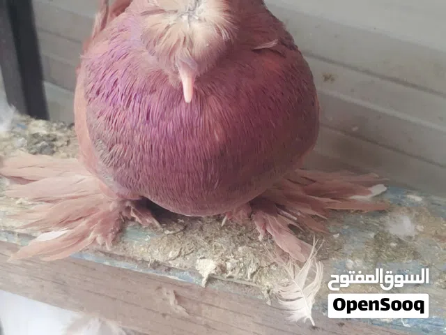 زوج حمام بخاري منتجات مستويات طيبه وصحه شرط