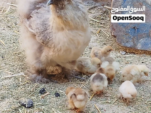تبارك الله دجاجة قطنية للبيع اقرأ الوصف