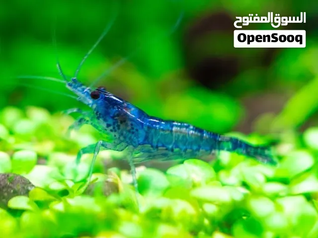 مطلوب وليس للبيع
